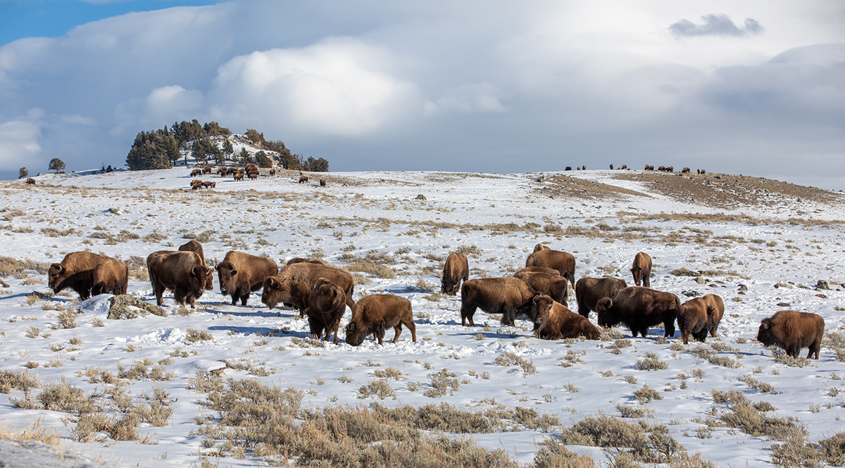Service team remodels Roosevelt Saloon located in Yellowstone National Park